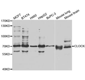 Western blot - CLOCK antibody from Signalway Antibody (38677) - Antibodies.com