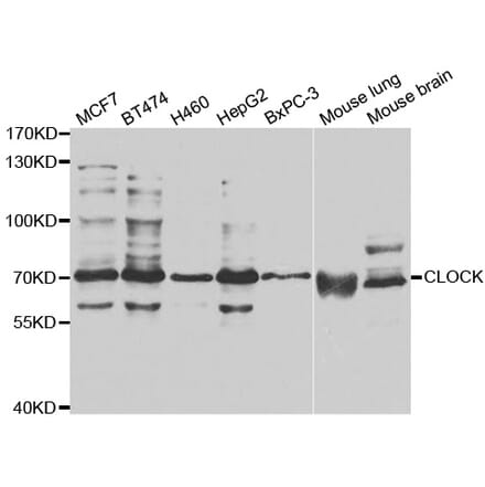 Western blot - CLOCK antibody from Signalway Antibody (38677) - Antibodies.com
