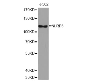 Western blot - NLRP3 antibody from Signalway Antibody (38679) - Antibodies.com