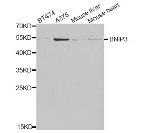 Western blot - BNIP3 antibody from Signalway Antibody (38681) - Antibodies.com
