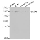 Western blot - BNIP3 antibody from Signalway Antibody (38681) - Antibodies.com