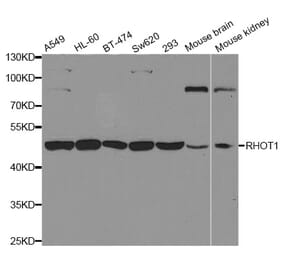 Western blot - RHOT1 antibody from Signalway Antibody (38697) - Antibodies.com