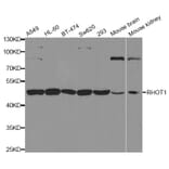 Western blot - RHOT1 antibody from Signalway Antibody (38697) - Antibodies.com
