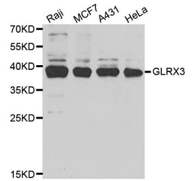 Western blot - GLRX3 antibody from Signalway Antibody (38713) - Antibodies.com
