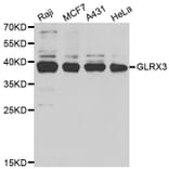 Western blot - GLRX3 antibody from Signalway Antibody (38713) - Antibodies.com