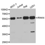 Western blot - IRAK4 antibody from Signalway Antibody (38750) - Antibodies.com
