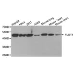 Western blot - FLOT1 antibody from Signalway Antibody (38756) - Antibodies.com