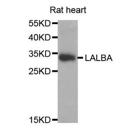 Western blot - LALBA antibody from Signalway Antibody (38764) - Antibodies.com
