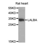 Western blot - LALBA antibody from Signalway Antibody (38764) - Antibodies.com