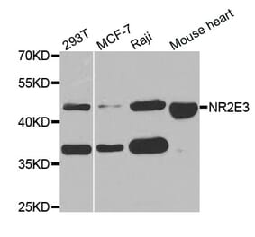 Western blot - NR2E3 antibody from Signalway Antibody (38765) - Antibodies.com