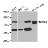 Western blot - NR2E3 antibody from Signalway Antibody (38765) - Antibodies.com