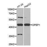 Western blot - DPEP1 antibody from Signalway Antibody (38797) - Antibodies.com