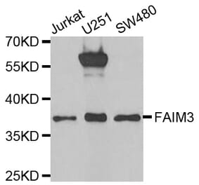 Western blot - FAIM3 antibody from Signalway Antibody (38823) - Antibodies.com