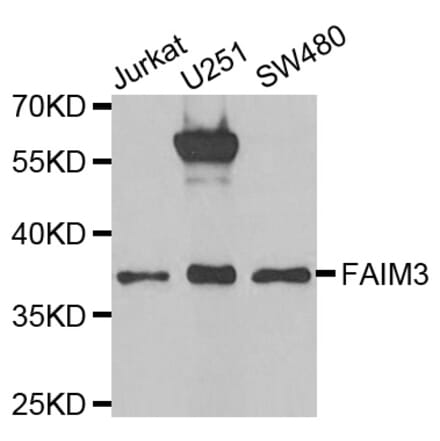 Western blot - FAIM3 antibody from Signalway Antibody (38823) - Antibodies.com