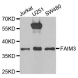 Western blot - FAIM3 antibody from Signalway Antibody (38823) - Antibodies.com