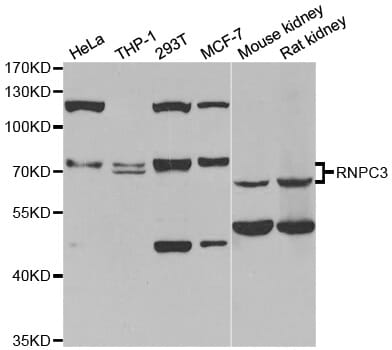Western blot analysis of extracts of various cell lines, using RNPC3 antibody.