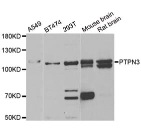 Western blot - PTPN3 antibody from Signalway Antibody (38880) - Antibodies.com