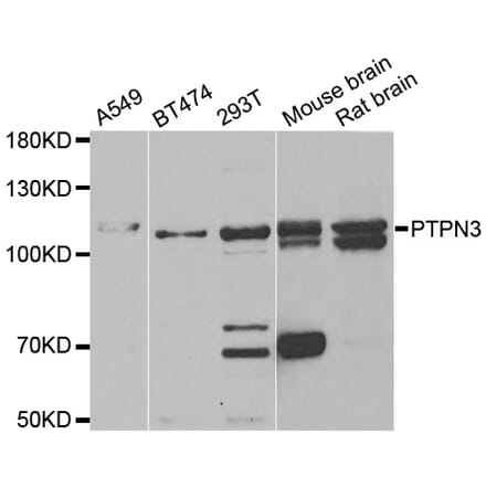 Western blot - PTPN3 antibody from Signalway Antibody (38880) - Antibodies.com