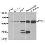 Western blot - PTPN3 antibody from Signalway Antibody (38880) - Antibodies.com