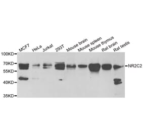 Western blot - NR2C2 antibody from Signalway Antibody (38900) - Antibodies.com