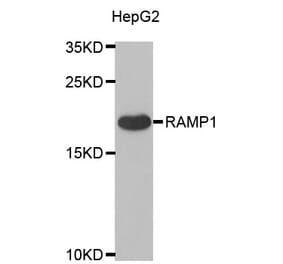 Western blot - RAMP1 antibody from Signalway Antibody (38925) - Antibodies.com