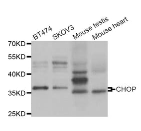 Western blot - DDIT3 antibody from Signalway Antibody (38967) - Antibodies.com