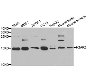 Western blot - H2AFZ antibody from Signalway Antibody (39046) - Antibodies.com