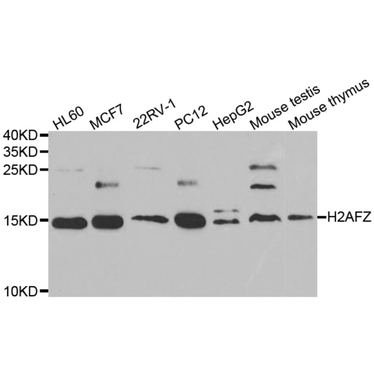 Western blot - H2AFZ antibody from Signalway Antibody (39046) - Antibodies.com