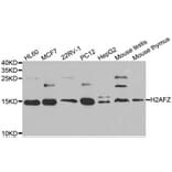 Western blot - H2AFZ antibody from Signalway Antibody (39046) - Antibodies.com