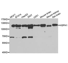 Western blot - HSPH1 antibody from Signalway Antibody (39052) - Antibodies.com