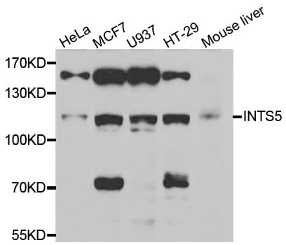 Western blot analysis of extracts of various cell lines, using INTS5 antibody.