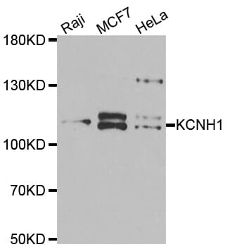 Western blot analysis of extracts of various cell lines, using KCNH1 antibody.