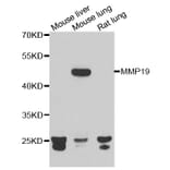 Western blot - MMP19 antibody from Signalway Antibody (39077) - Antibodies.com