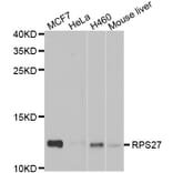 Western blot - RPS27 antibody from Signalway Antibody (39135) - Antibodies.com