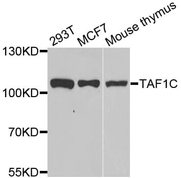 Western blot analysis of extracts of various cell lines, using TAF1C antibody.