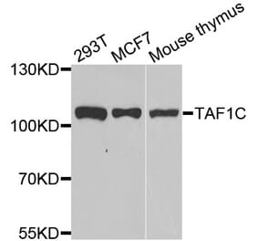 Western blot - TAF1C antibody from Signalway Antibody (39157) - Antibodies.com