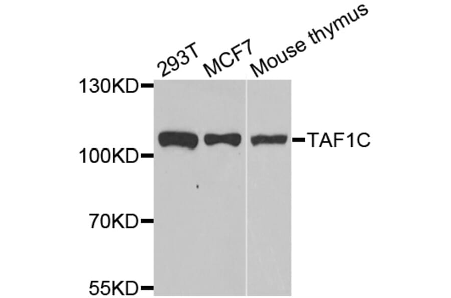 Western blot - TAF1C antibody from Signalway Antibody (39157) - Antibodies.com