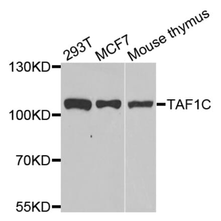 Western blot - TAF1C antibody from Signalway Antibody (39157) - Antibodies.com