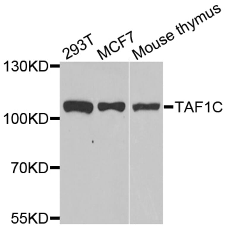 Western blot - TAF1C antibody from Signalway Antibody (39157) - Antibodies.com