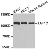 Western blot - TAF1C antibody from Signalway Antibody (39157) - Antibodies.com