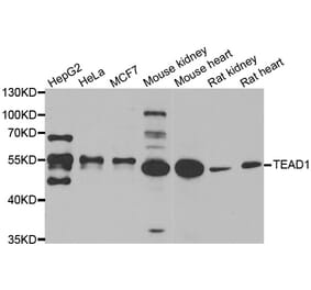 Western blot - TEAD1 antibody from Signalway Antibody (39165) - Antibodies.com