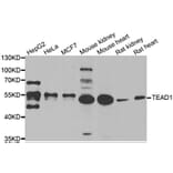 Western blot - TEAD1 antibody from Signalway Antibody (39165) - Antibodies.com