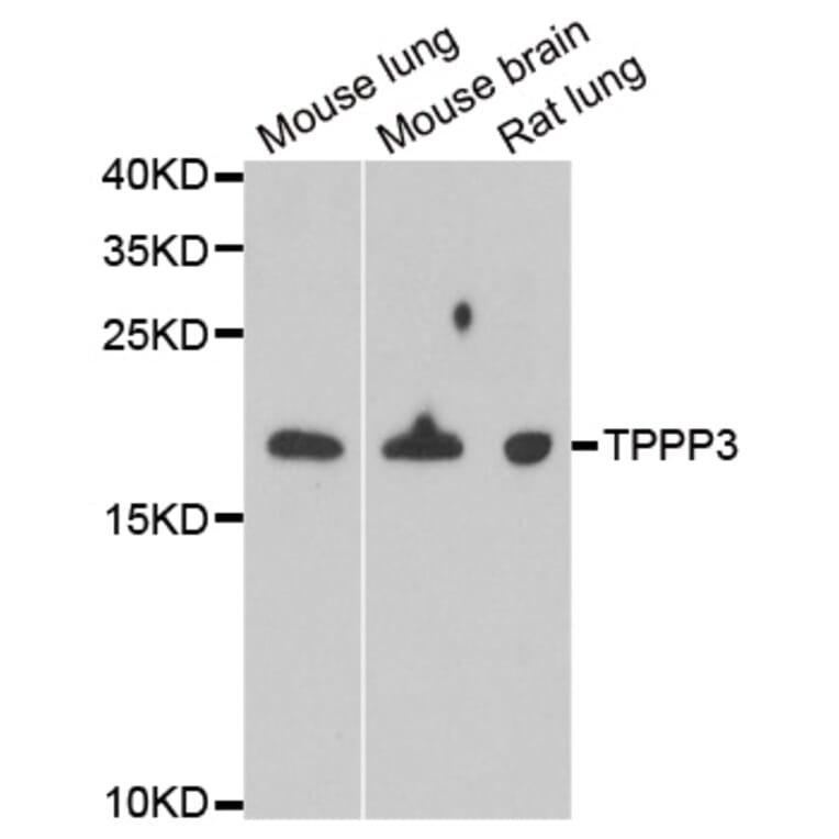 Western blot - TPPP3 antibody from Signalway Antibody (39171) - Antibodies.com