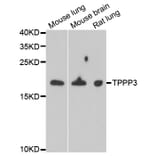 Western blot - TPPP3 antibody from Signalway Antibody (39171) - Antibodies.com