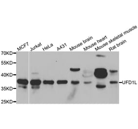 Western blot - UFD1L antibody from Signalway Antibody (39179) - Antibodies.com