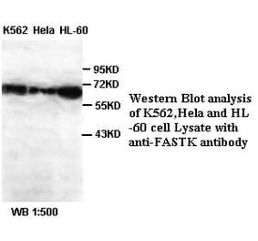 FASTK Antibody from Signalway Antibody (39388) - Antibodies.com