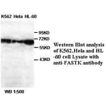 FASTK Antibody from Signalway Antibody (39388) - Antibodies.com