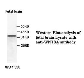 WNT8A Antibody from Signalway Antibody (39406) - Antibodies.com