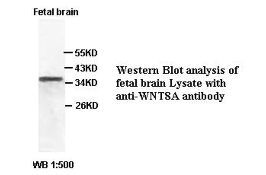 WNT8A Antibody from Signalway Antibody (39406) - Antibodies.com