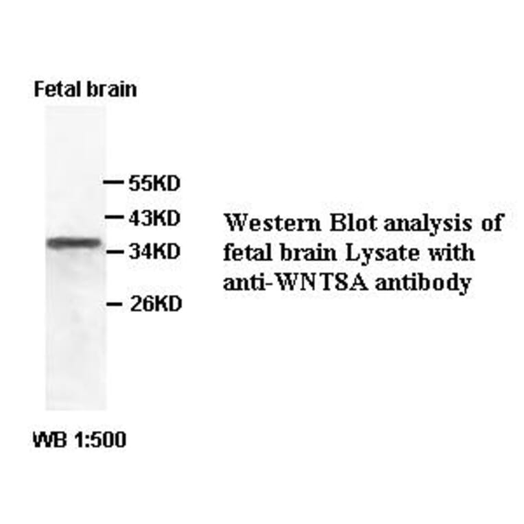 WNT8A Antibody from Signalway Antibody (39406) - Antibodies.com